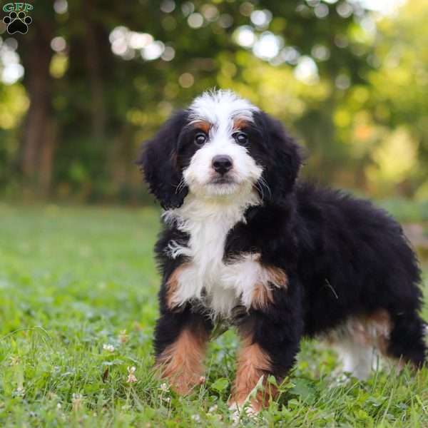 Pixie, Mini Bernedoodle Puppy